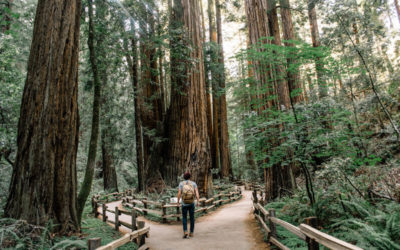 Ley de segunda oportunidad